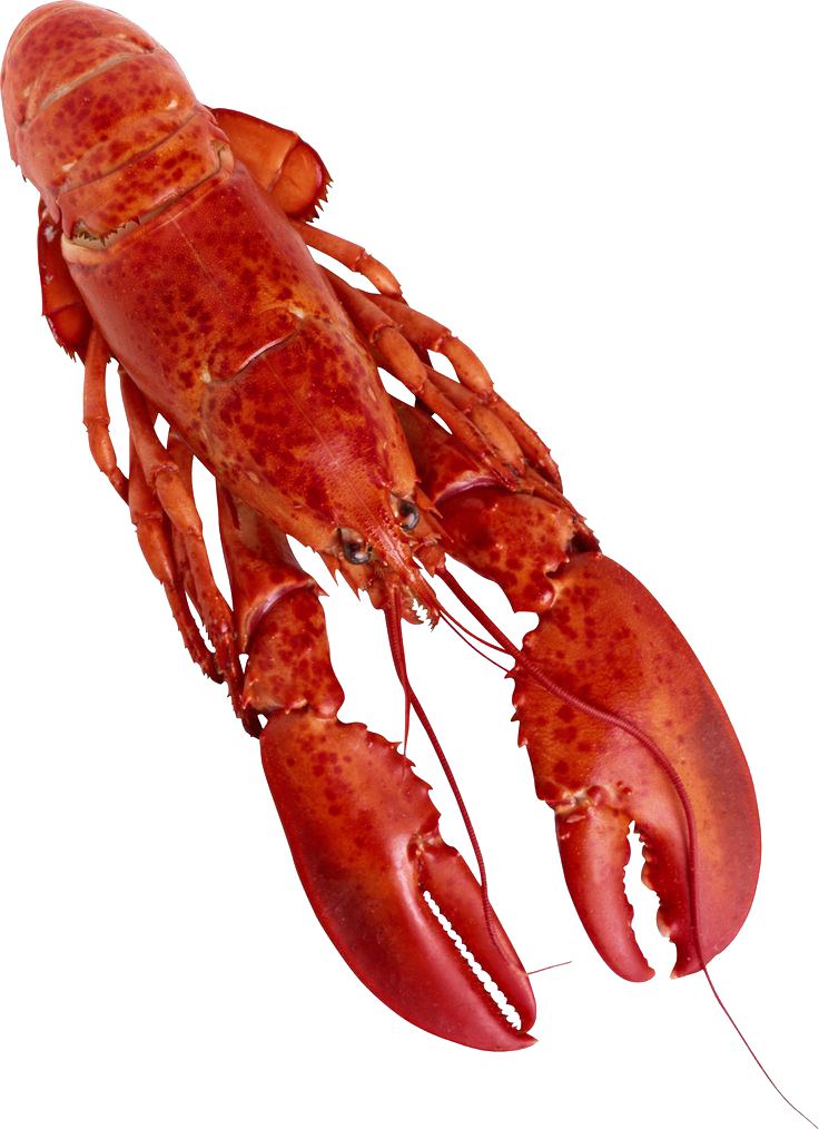Lobster Watercolor Png - Lobster Png (736x1014), Png Download