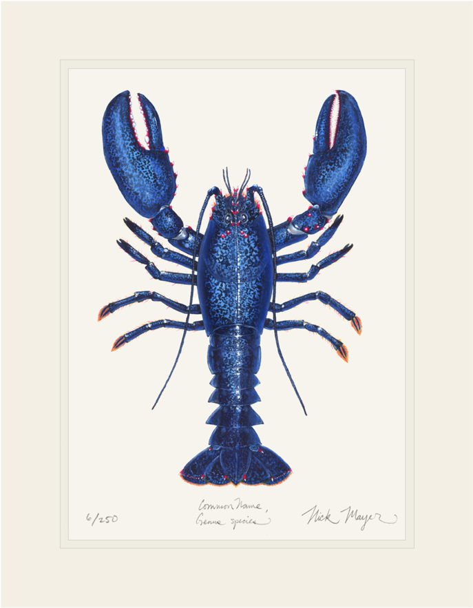 Blue Lobster - Lobster (862x1023), Png Download
