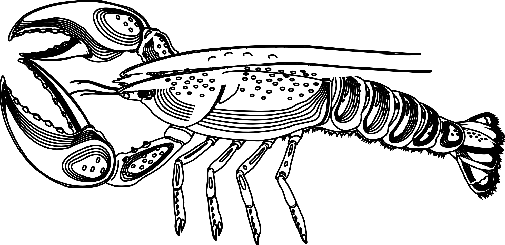 Lobster Png Black And White Transparent Lobster Black - Lobster Black And White (1969x955), Png Download