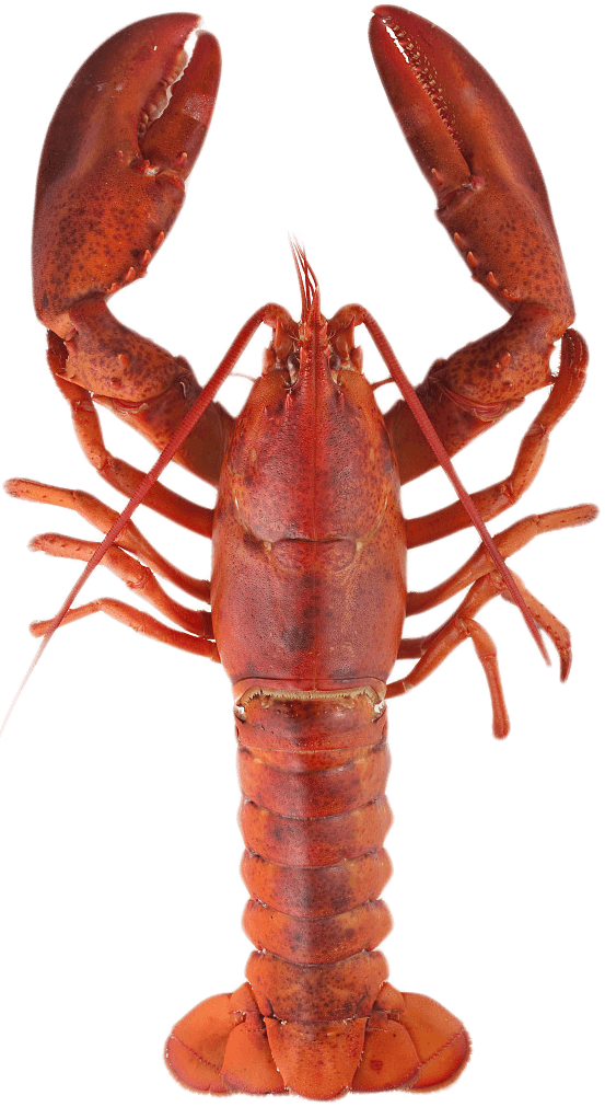 Download - Freshwater Lobster Png (553x1011), Png Download
