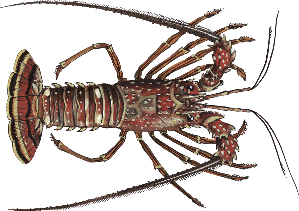 Lobster - Spiny Lobster Png (1200x848), Png Download