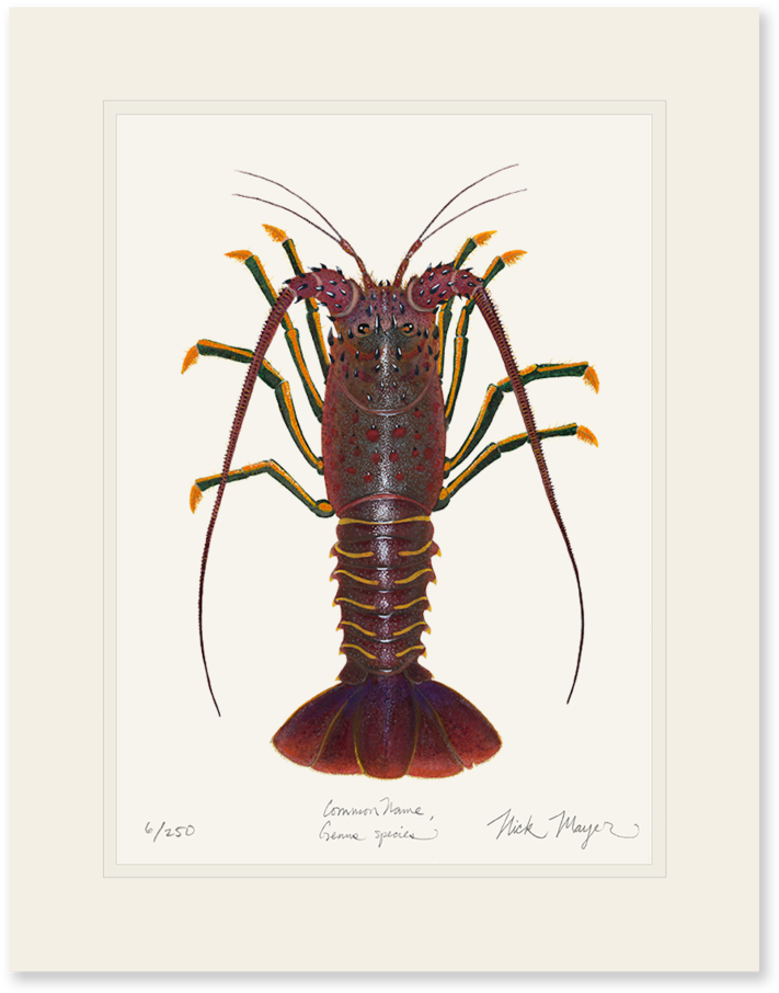 California Spiny Lobster - California Spiny Lobster Art (862x1023), Png Download