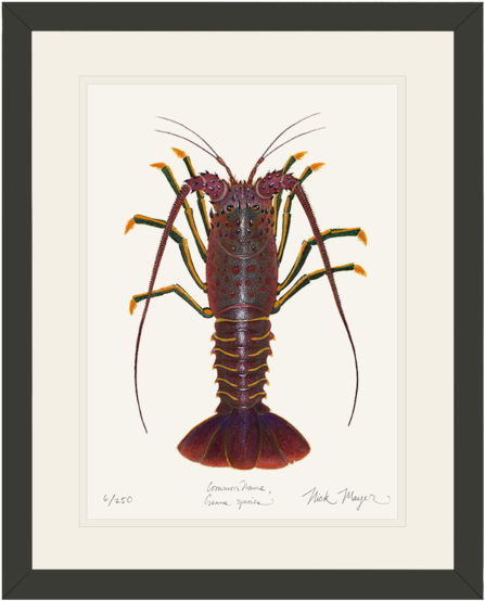 California Spiny Lobster Art (505x600), Png Download