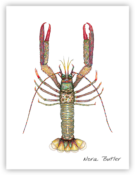 Prints - Spiny Lobster (600x600), Png Download