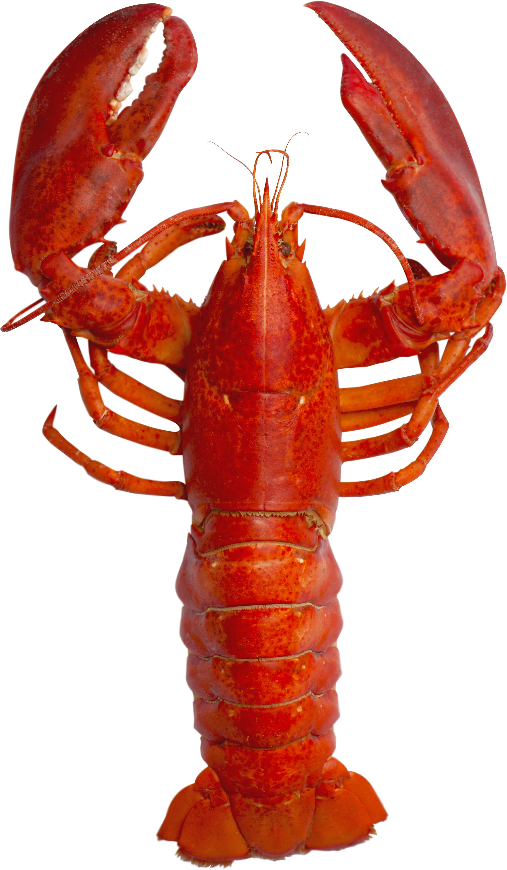 Red Lobster - Andy Warhol Lobster Pop Art (3508x3508), Png Download