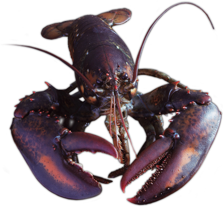 Whole Raw Lobster & Raw Tail - Lobster Uncooked (448x424), Png Download