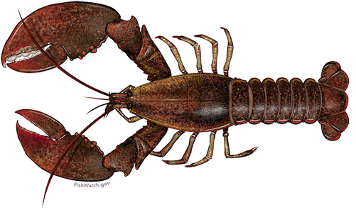 American Lobster (640x427), Png Download