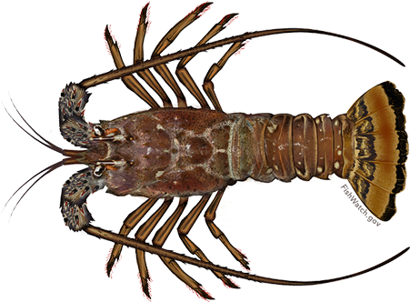 Caribbean Spiny Lobster - West Indies Spiny Lobster (640x427), Png Download
