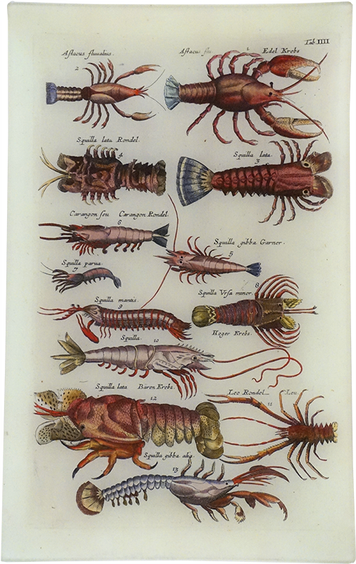 Lobster Iii Lobster Iii - Different Kinds Of Lobster Chart (500x500), Png Download