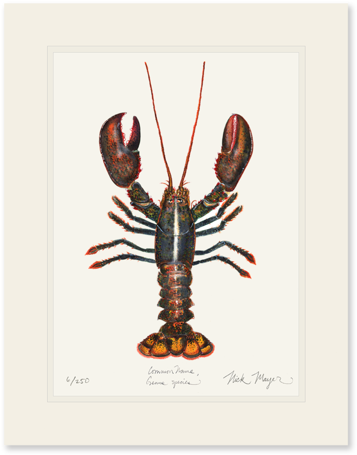 Northern Lobster - Coupon (862x1023), Png Download