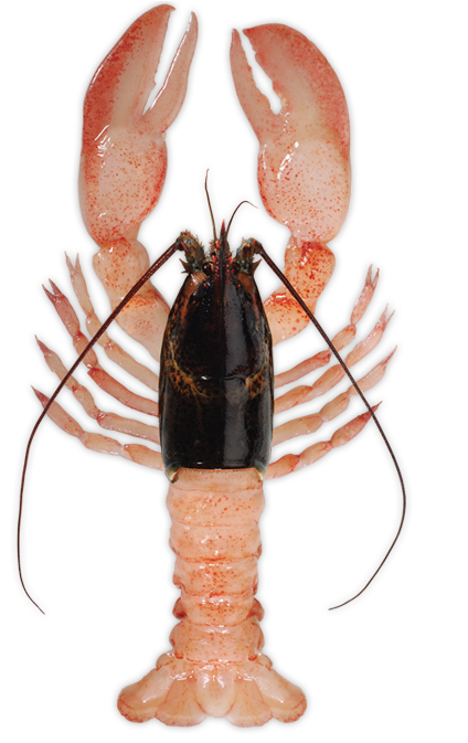 Raw Lobster Meat (448x672), Png Download