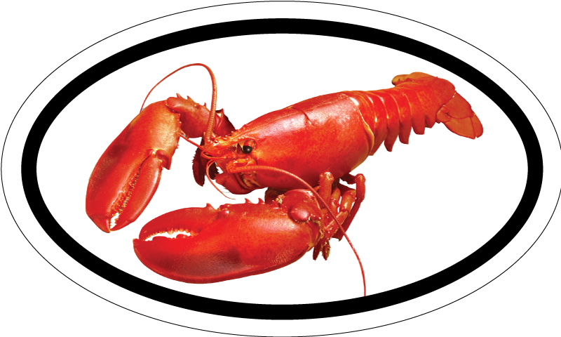 Red Lobster Maine Bumper Sticker - High Resolution Image Of A Lobster (800x480), Png Download