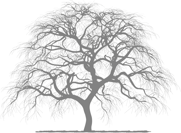 Transparent Tree - Silhouette (800x777), Png Download