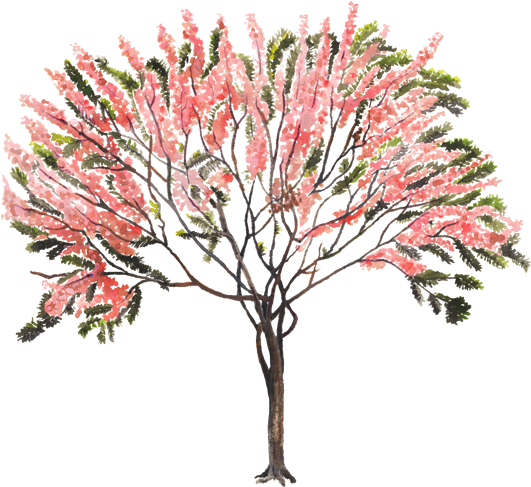 Cassia Fistula Png - Arbol Rosa Cassia Grandis (750x502), Png Download
