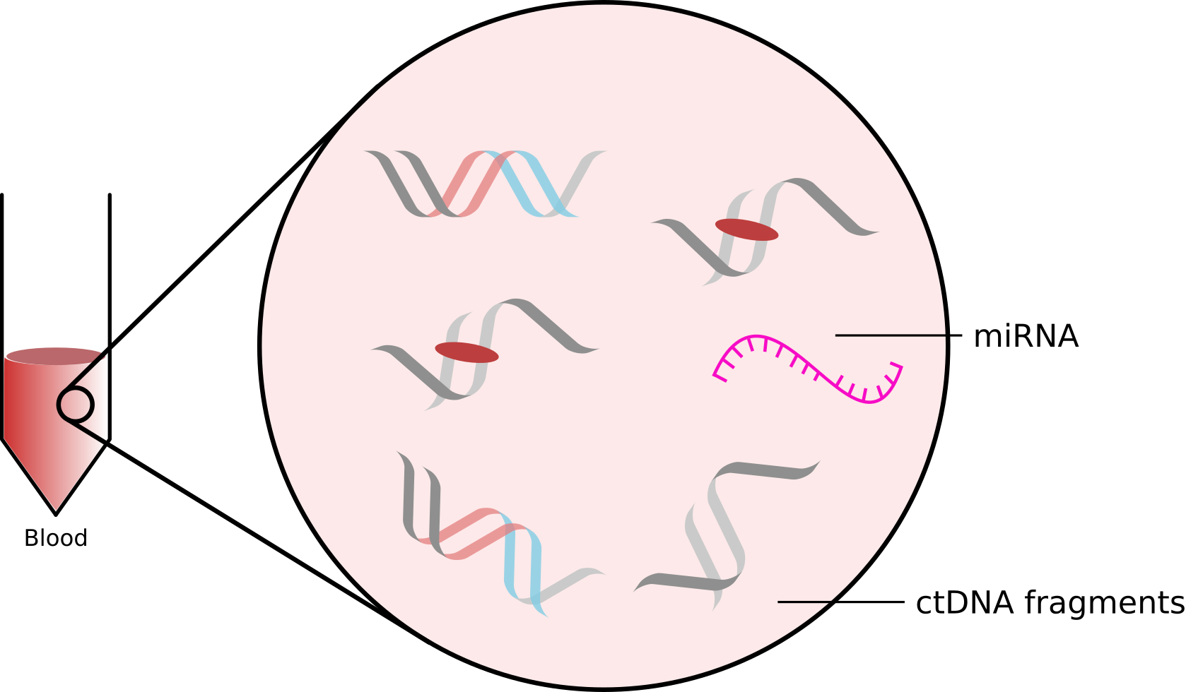 Ctdna And Mirna In Blood - Circle (1678x980), Png Download