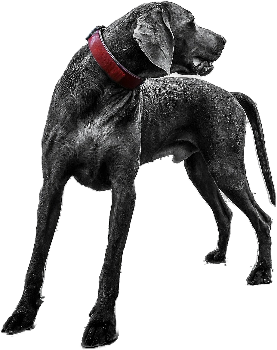 Dog On Sand (1920x1576), Png Download