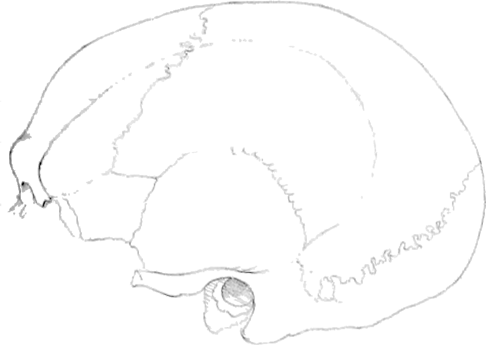 File Review Fig Png - Line Art (980x718), Png Download