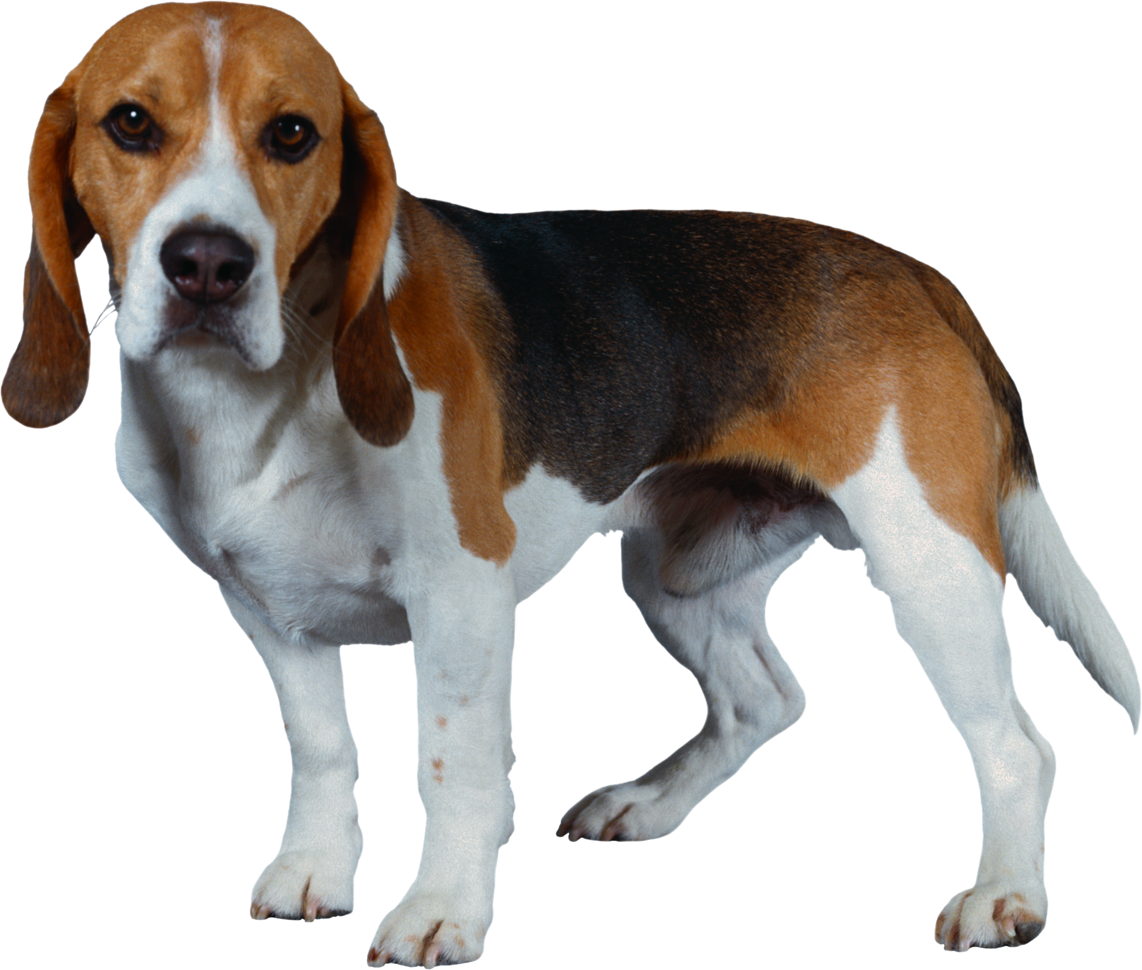 Dog Png - Beagle Harrier (2282x1939), Png Download