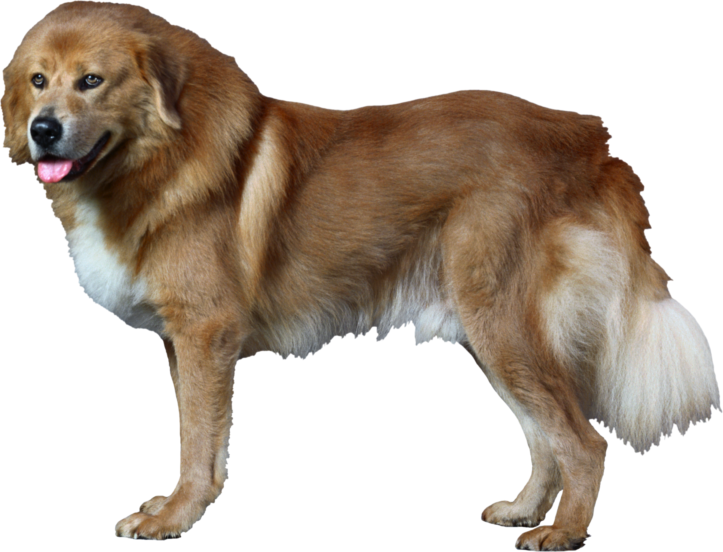 Dog Png - Dog Catches Something (2405x1835), Png Download