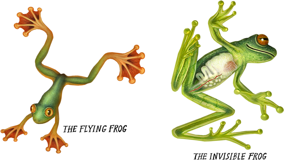 Kermit The Laying Down - Frog (1024x736), Png Download