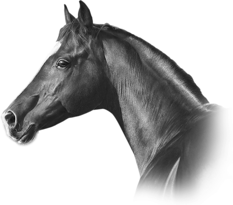 Horse Bedding - Stallion (794x690), Png Download