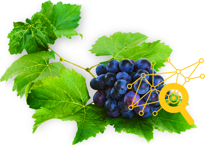 Da Colheita À Sua Mesa - Seedless Fruit (748x540), Png Download