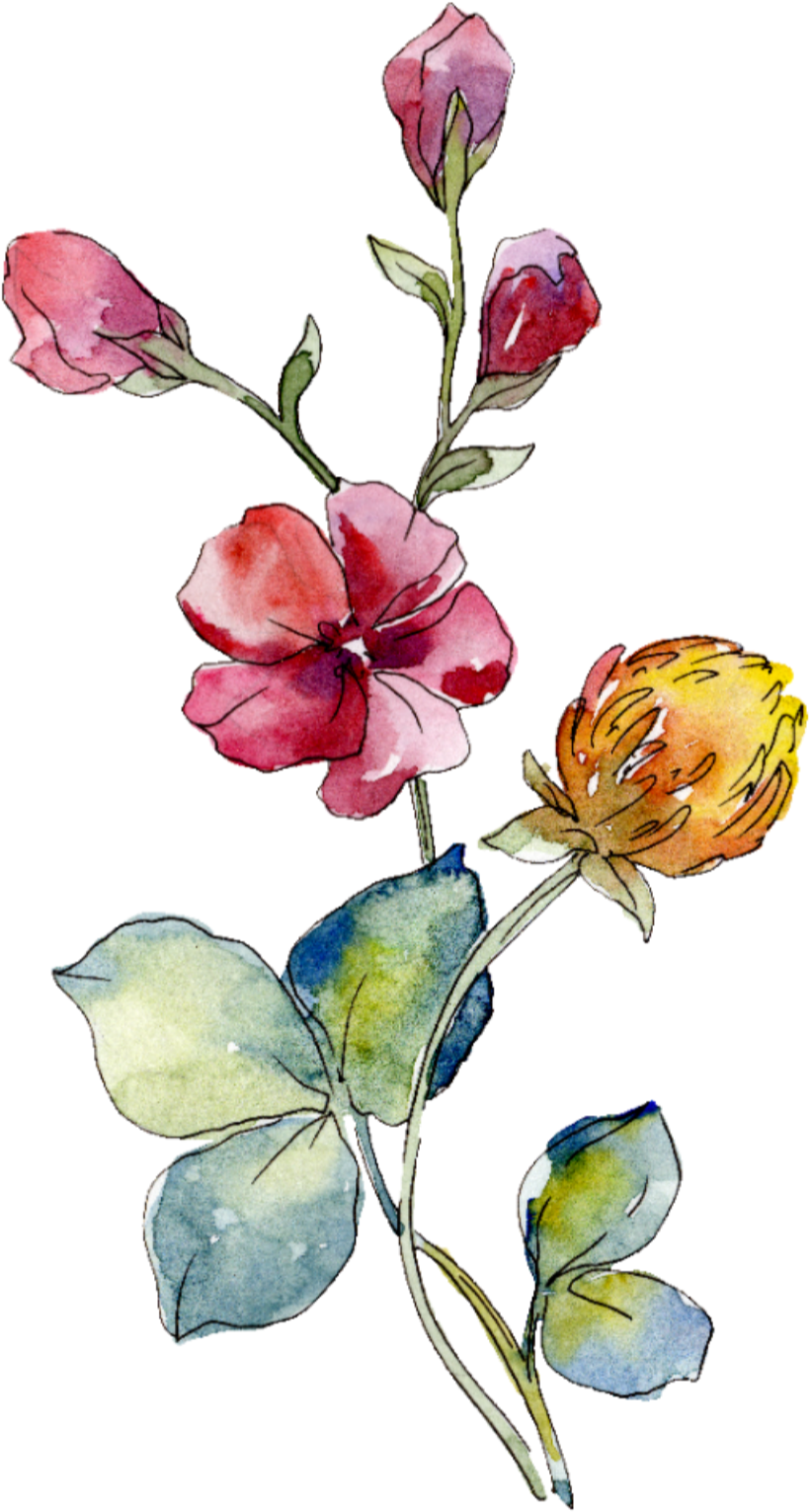 Watercolor Rose Flowers Freetoedit Overlay Watercolor - Watercolor Painting (1773x1773), Png Download