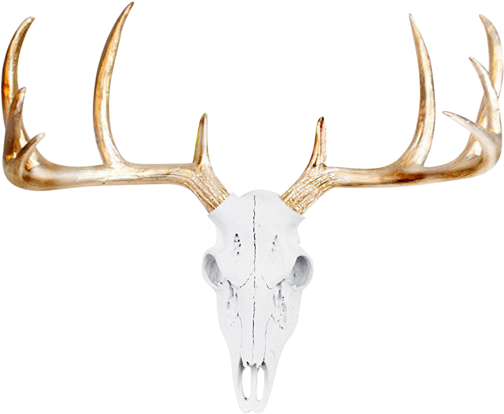 Antlers Side View - Deer Skull Wall Decor (1141x938), Png Download