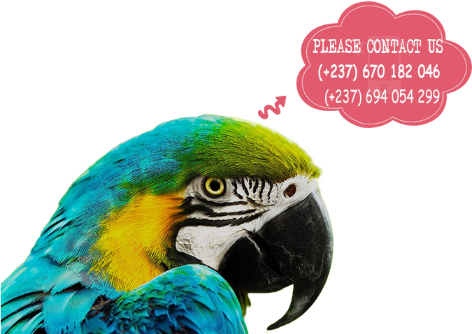 Parrots For Sale - Zoomed In Pictures Of A Parrot (700x500), Png Download