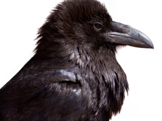 Crow Png Transparent Images - Transparent Png Of Crow (640x480), Png Download