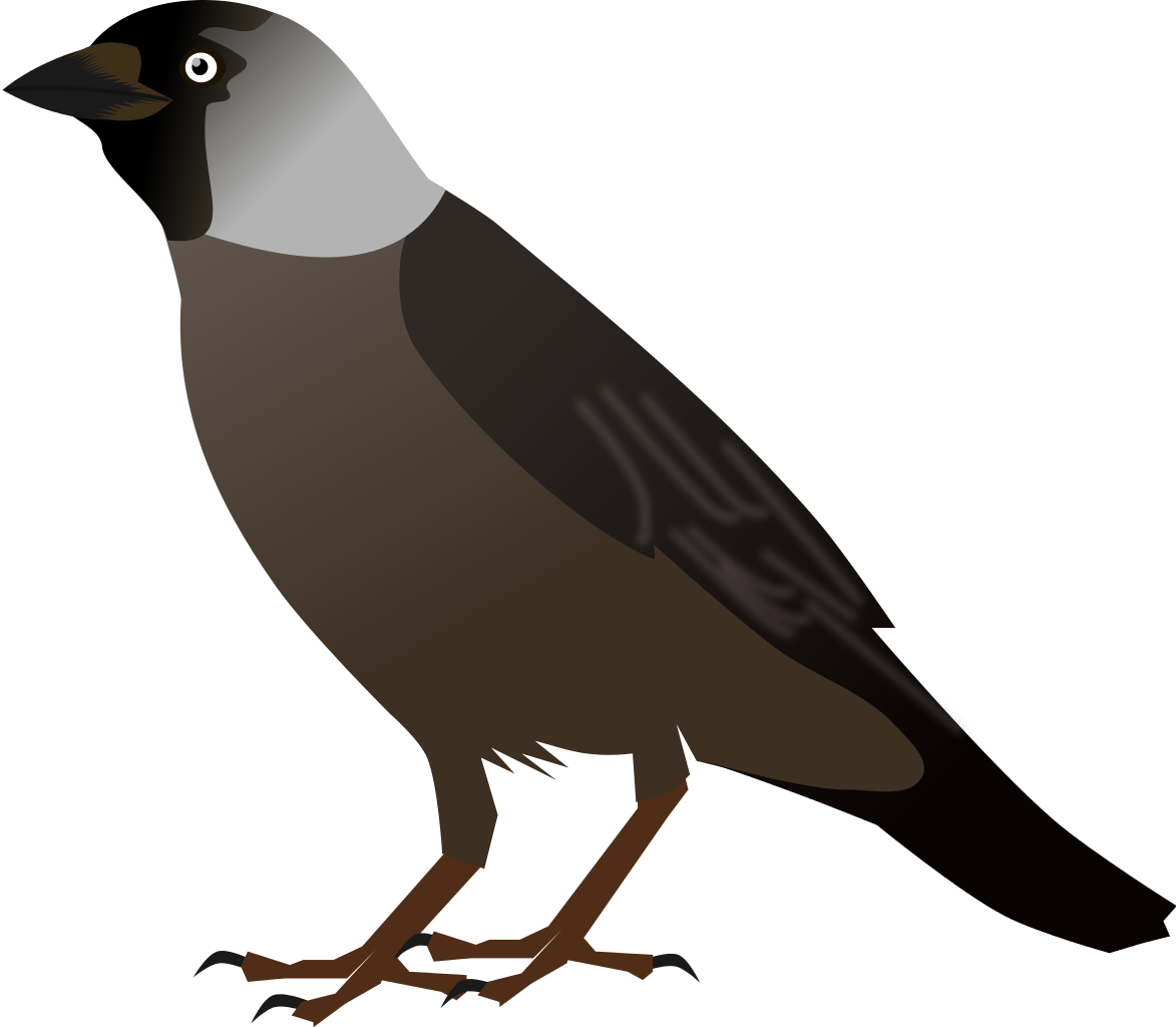 Crow Bird Cliparts - Jackdaw Clipart (1173x1024), Png Download