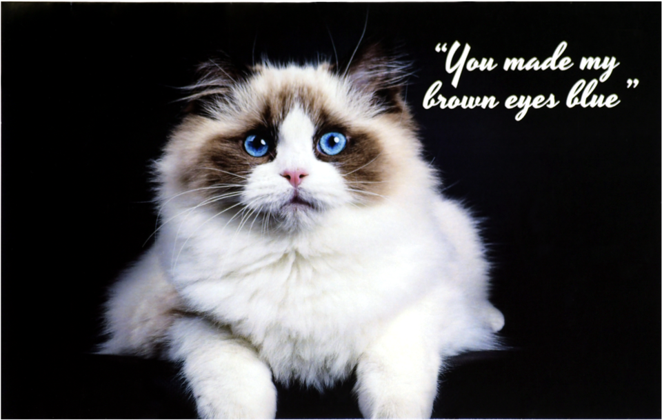 Gato Ragdoll (1000x1000), Png Download