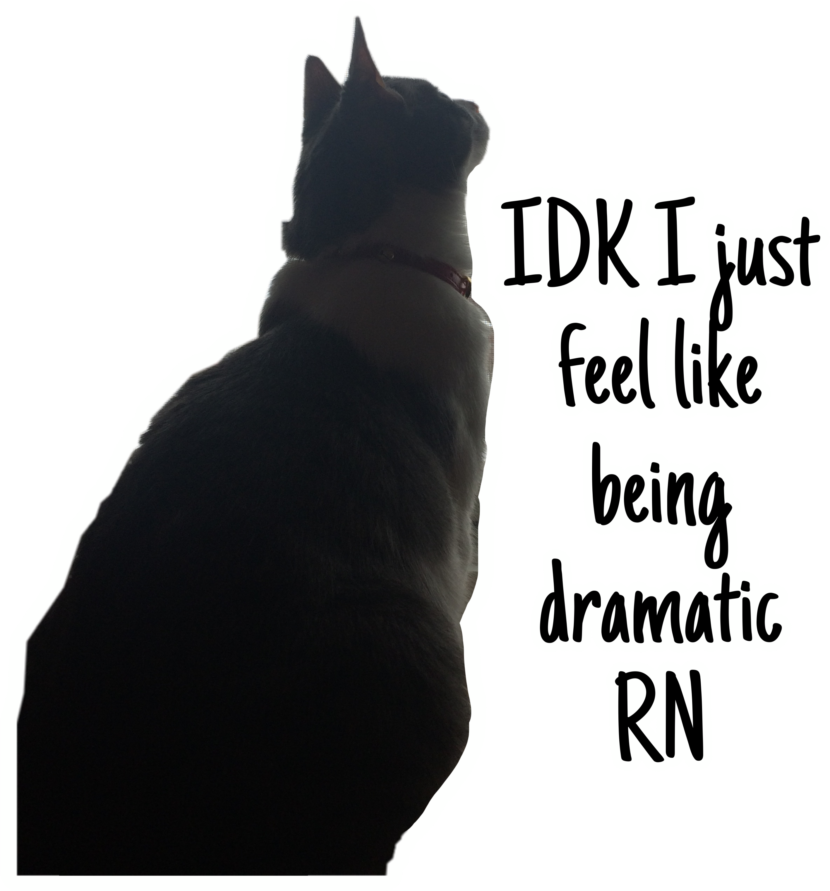 Stormy Stormythecat Confused Stickers Theme Cat Cute - Domestic Short-haired Cat (3464x3464), Png Download