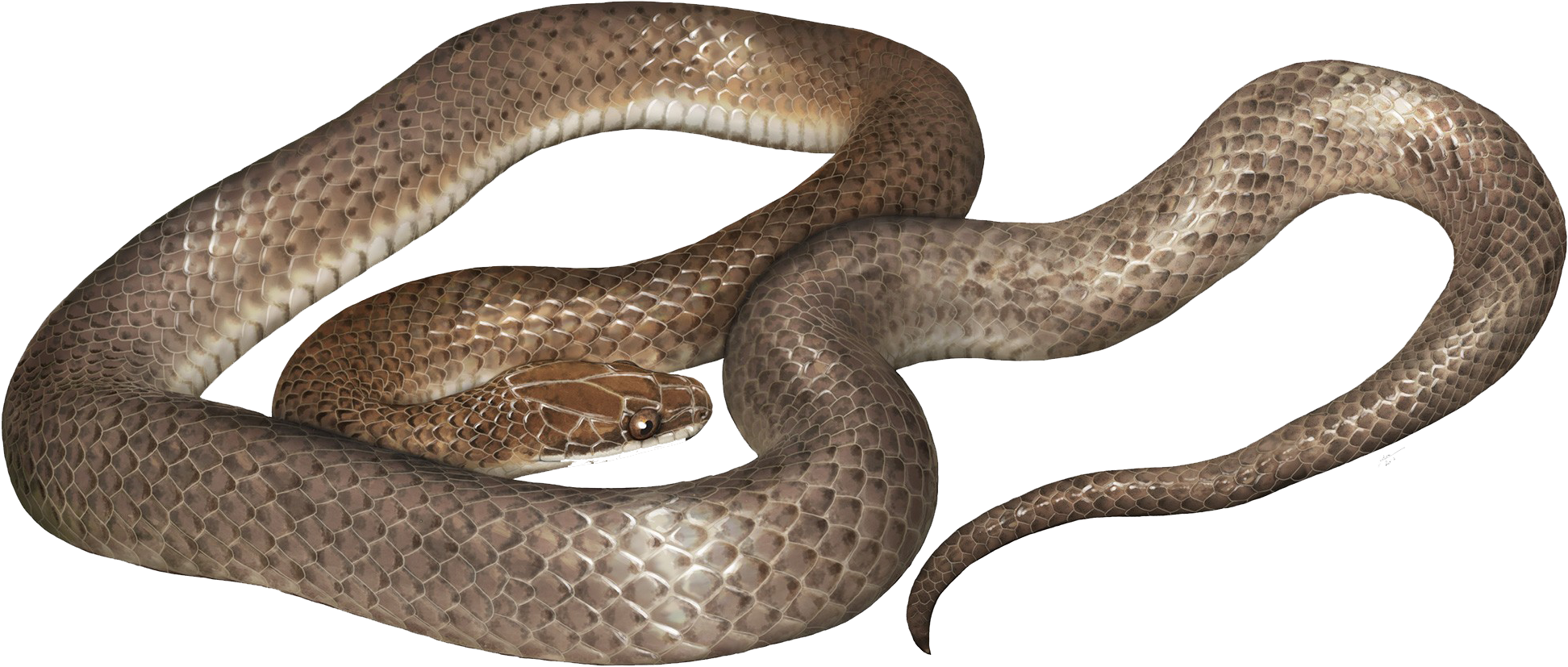 New Species Of Snake Found Inside Another Snake (2048x1305), Png Download