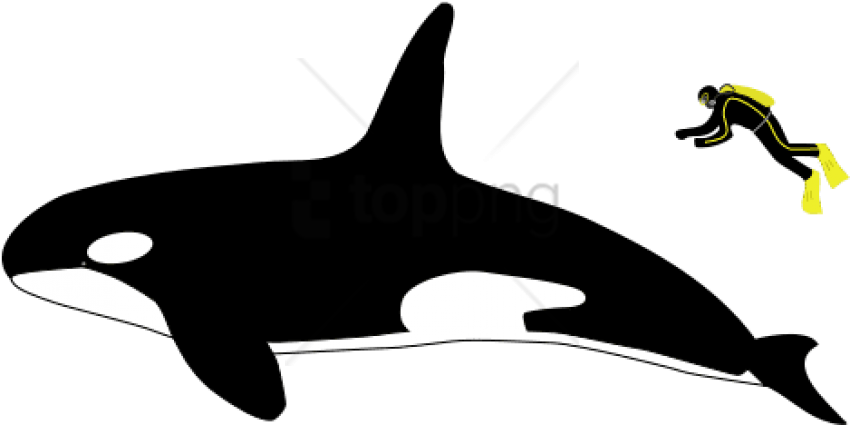 Free Png Killer Whale Size Compared To Human Png Image - Killer Whale Size Vs Human (850x425), Png Download