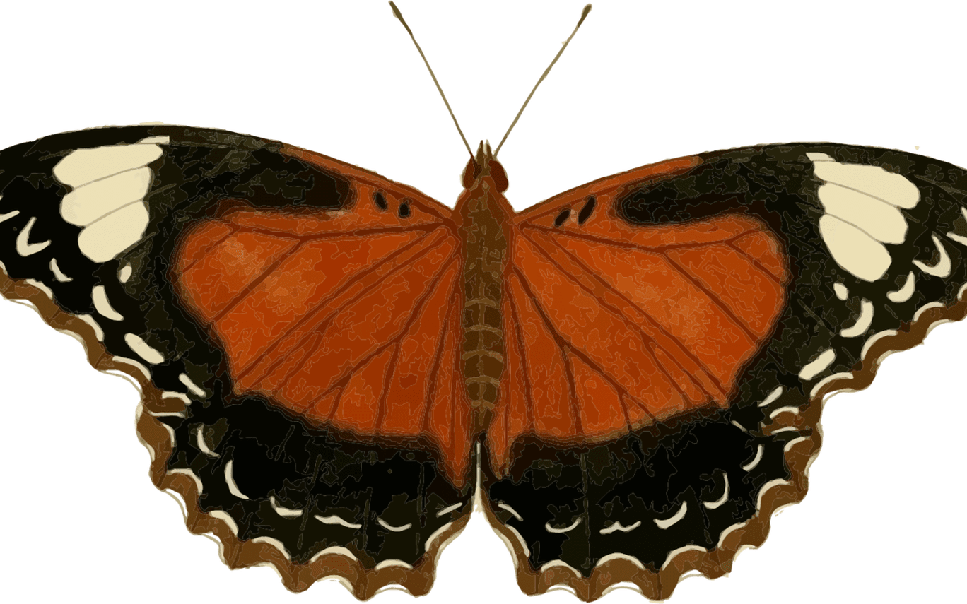 Monarch Butterfly Insect Animal Download Free Commercial - Animal Imagenes De Insectos (1368x855), Png Download