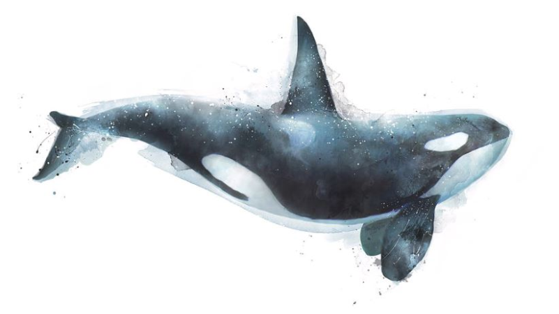 Resources - Killer Whale Art (800x800), Png Download