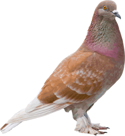 Tipos De Paloma Cafe (415x450), Png Download