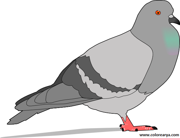 Download Colorear Paloma - Cartoon Pigeon Greeting Cards PNG Image with No  Background 