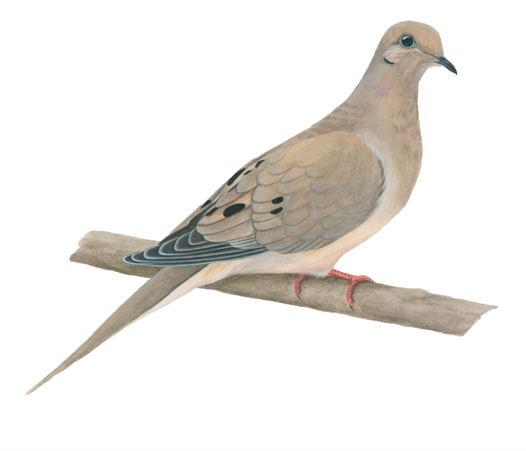 Paloma Huilota - Transparent Background Mourning Dove Clipart (1024x1024), Png Download