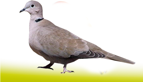 Palomas Y Tortolas - Aves Palomas Tortola (500x300), Png Download