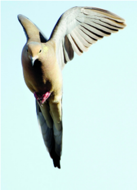 Las Palomas Son Inteligentes, Señala Estudio - Seabird (667x375), Png Download