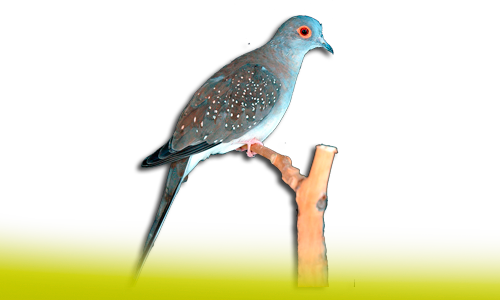 Bird (500x300), Png Download