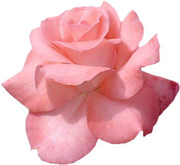 Pink Flower Tumblr Png (378x344), Png Download