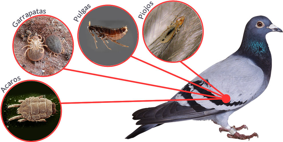 Además De Las Múltiples Enfermedades Trasmitidas Por - Insects In Secondary Succession (1000x500), Png Download
