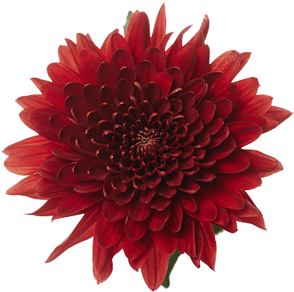 Red Magna - Dahlia (559x580), Png Download