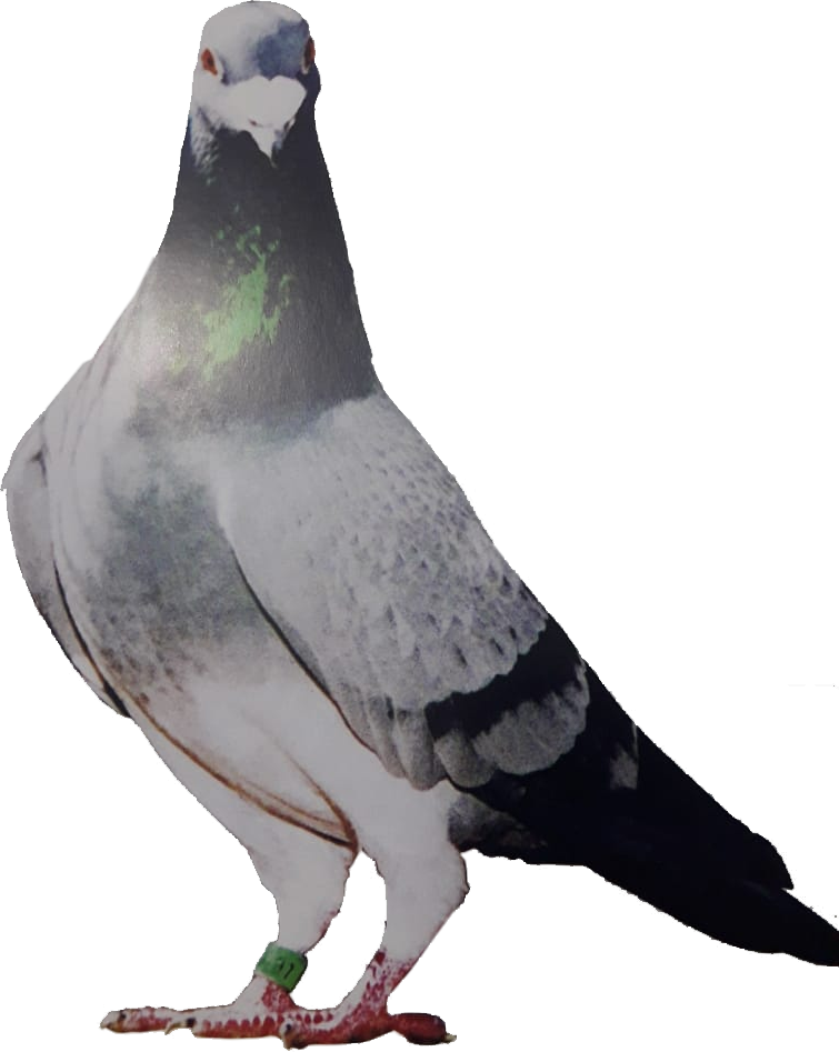 Sociedad - Training (755x947), Png Download