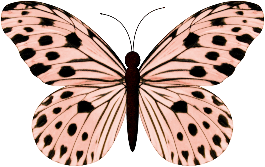 Nuestra Amiga Creativa Carmen Romeiko Nos Regala Este - Ideopsis Gaura (890x561), Png Download