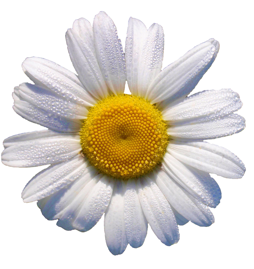 White Daisy // This Would Look Grrr88 In A Flower Crown - Daisy Transparent (900x900), Png Download