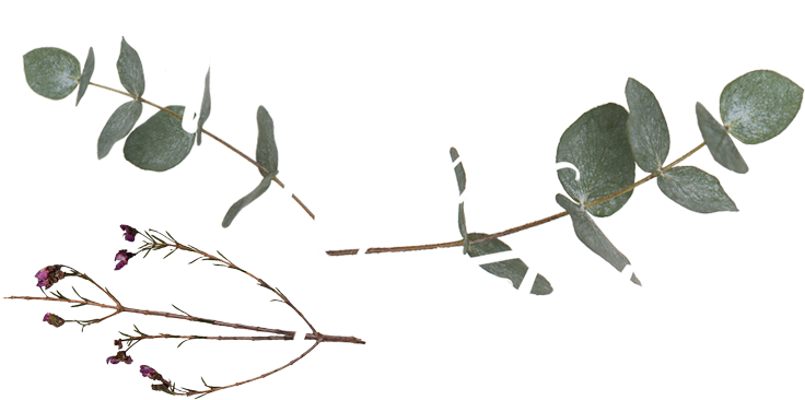 Midsummer Aufmacher Transparent-small - Portable Network Graphics (1000x500), Png Download